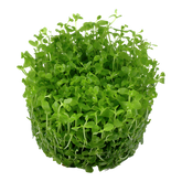 025 TC Micranthemum tweediei 'Monte Carlo'